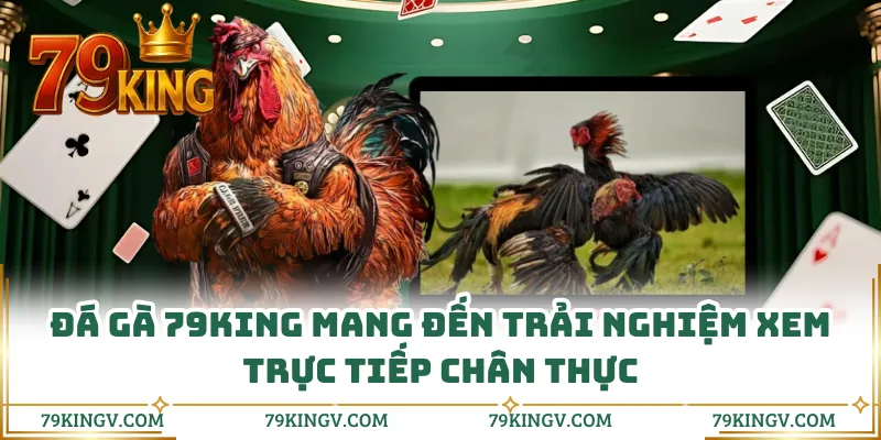 Đá gà 79KING mang đến trải nghiệm xem trực tiếp chân thực